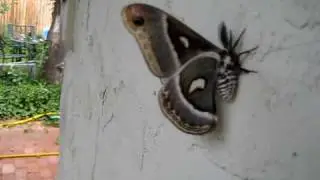 Robin Moth Part 1
