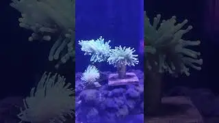 #torch coral #akvaryum #reef #coral