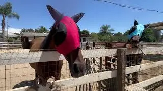 The Horses Lunch Time MOVIE