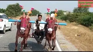 Very super'b power full Hallikar bull's//high speed pulling Bullock Cart..@ganafarmercreations
