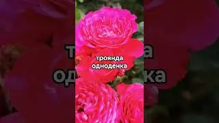 Позбулась і не шкодую😉👌