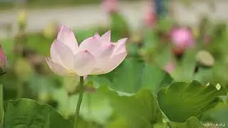 Meditation Music | Positive Energy Vibration | Good Vibes | Healing Music | MrBell'z தமிழ்
