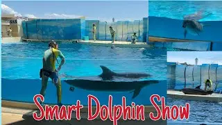 Amazing Smart Dolphins Move Bravo Bravo Bravo