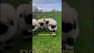 A jumping sheep is a happy sheep! 🐑↕️💛 #foryou #animals #animalshorts #recommended #shortsfeed