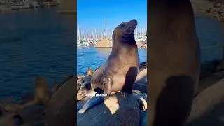 🇺🇸 California, Monterey | sea lions at the bay #mondoshot #usa #california #monterey #sealions