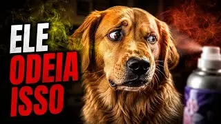 7 Cheiros Que Estressam Seu Cachorro (E Voc&ecirc; Usa Todo Dia)