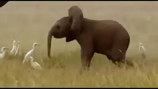 Baby elephant spinning his trunk .