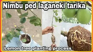 Nimbu ka ped lagane ka tarika | How to plant lemon tree | লেবু গাছ লাগানোর নিয়ম