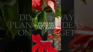 DIY Plant Gifts: Thoughtful, Budget-Friendly, and Eco-Conscious Ideas by Focus New York  #houseplant