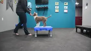 Puppy Training - adding duration to perch/platform stay