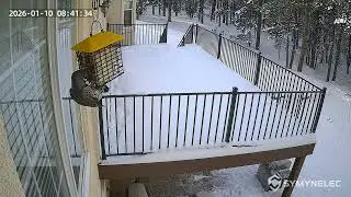 Northern Flicker & Nuthatch @ Suet Feeder