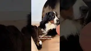 Dogs are afraid of Cats