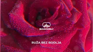 Ruža bez bodlja (SHUHWELY RMX)