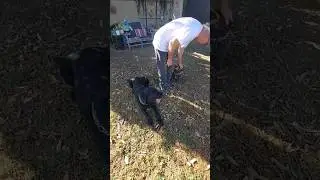 Jim ,Maxwell,Coby 0ffleash! #dogtraining #dogs #doglife #aggression#dogobedience