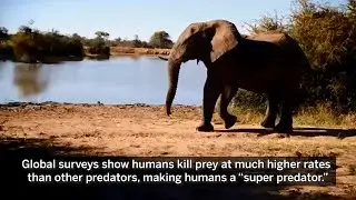 Fear of human &ldquo;super predator&rdquo; pervades South African savanna