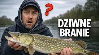 Why did the pike bite so strangely &ndash; analysis of the bite