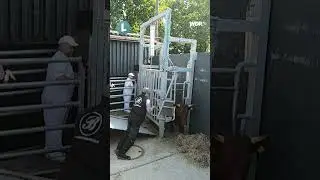 Mobile Schlachtung statt Tiertransport: Weniger Stress f&uuml;r Tiere? Mehr im neuen Land.Schafft.-Video!