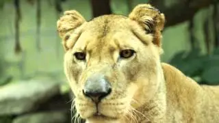 Animal Experience Gifts