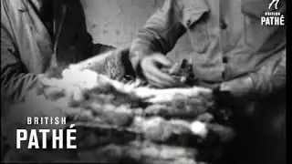 Rabbits Issue Title - So Fur So Good (1944)