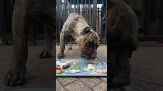 Let&rsquo;s feed my Presa Canario over 130g protein for breakfast