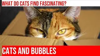 Cats & Bubblegum Bubbles: How Do They React?