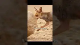 Little Ibex Risking It All for a Sip of Water 😱 #animals #wildlife #youtubeshorts #youtube #nature