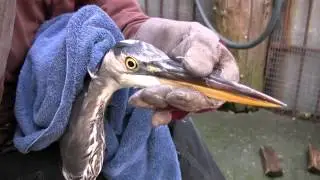 True Facts About Great Blue Herons