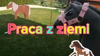 Praca z ziemi #hobbyhorsing #hh #hobbyhorse #horsy