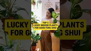 Lucky Indoor Plants for Good Feng Shui to Attract Wealth, Prosperity, and Positive Energy 🌱🪴