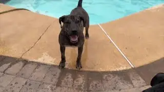 Once-abused dog Justice now needs a forever home