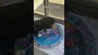 Paw-some splash time! Wheezy's perfect moments #WheezysPurrfectMoments