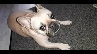 Coco Chanel Von Habox Looking at you