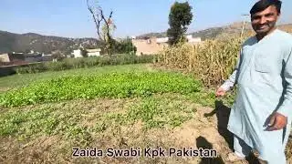 Zaida Swabi #viralvideo #youtubeshorts #pakistan 