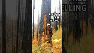 Perfect Tree Cutting Skill!