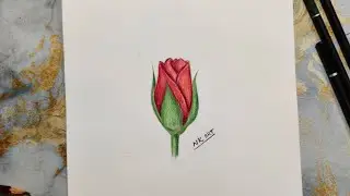 How to draw Rose  step by step || Drawing colour pencil || Easy drawing 🌹
