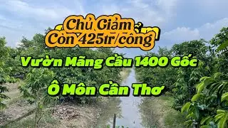 1400 Soursop Trees | More Than 14 Cong For Harvesting 15-20 Tons Per Year In O Mon Can Tho