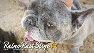 Disney&rsquo;s Port Orleans Riverside Dog Friendly Stay At Walt Disney World | Retro Rest Stop