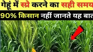 गेहूं की खेती | Gehu ki kheti karne ka Sahi Samay | गेहूं की खेती संपूर्ण जानकारी | wheat Farming