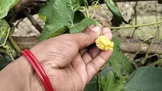 Home 🏡🏡 garden tour vlog #viral 