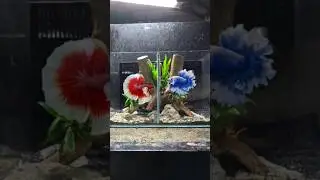 unique betta tank  setup #aquscape.ae #uae #aquascape #bettafish