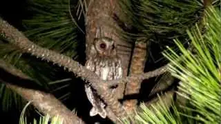 Flammulated Owl by Khanh Tran (ktbirding.com)