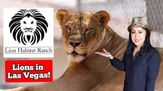 Lion Habitat Ranch Las Vegas