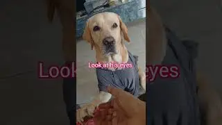 ఈ బంధం ,ఈ ప్రేమ నన్ను కంఠతడి పెట్టిస్తునాయి #labdog #petlovers #viralvideo #tranding #saradhaakka