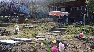 Planting my first peach tree / Forest Off Grid living