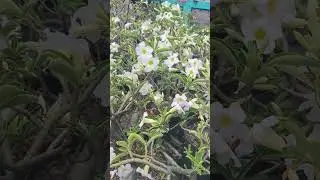 adenium Original bunga putih #rachmannursery #bonsai #adenium #bunga