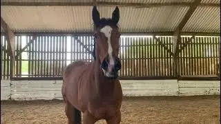 16.1hh approx, seriously pretty bay mare