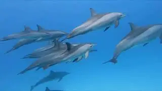 Most Intelligent Animals in the World - Smartest Animals Nature's Geniuses 2025 04 01