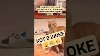 КОТЭ БЫЛ ШОКИРОВАН ПОСТУПКОМ ХОЗЯИНА #видосыоткота #безкотажизньнета #юмор #веселыекоты #cat #котики