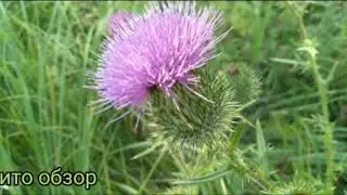Чертополох и не только...