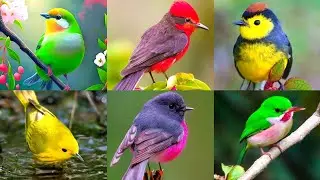 Bird Photo/ Bird Wallpaper/ Bird Dp For WhatsApp/ Bird Mobile Wallpaper